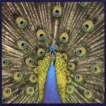 Bluetones, The - Expecting To Fly (25th Anniversary Ed.)